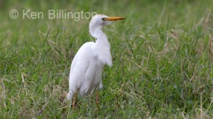 Cattle Egret (Bubulcus ibis) (07)