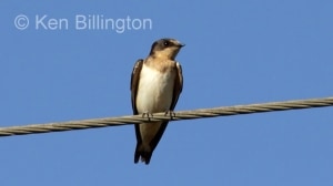 Cave Swallow (Petrochelidon fulva) 
