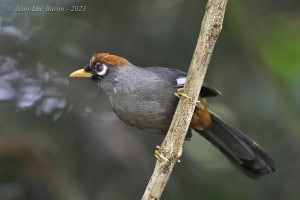 Chestnut-capped Laughingthrush - Pterorhinus Mitratus