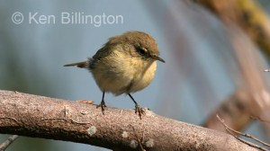 Chiffchaff (Phylloscopus collybita) 
