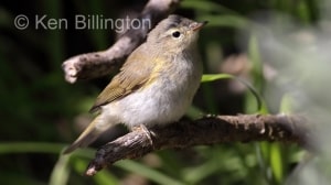 Juvenile Chiffchaff (Phylloscopus collybita) 