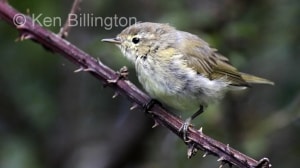 Juvenile Chiffchaff (Phylloscopus collybita) 