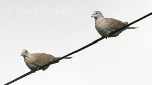 Collared Dove (Streptopelia decaocto) 