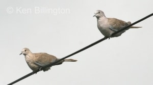 Collared Dove (Streptopelia decaocto) 