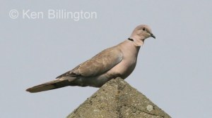 Collared Dove (Streptopelia decaocto) 