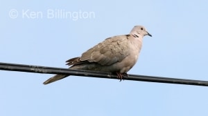 Collared Dove (Streptopelia decaocto) 