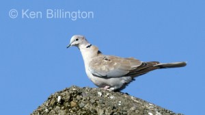 Collared Dove (Streptopelia decaocto) 