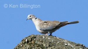 Collared Dove (Streptopelia decaocto) 