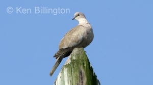 Collared Dove (Streptopelia decaocto) 