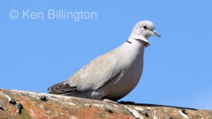 Collared Dove (Streptopelia decaocto) 