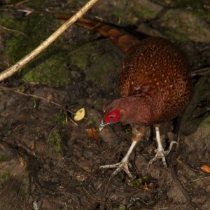 Copper Pheasant (male)