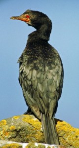 Crowned Cormorant Phalacrocorax coronatus 