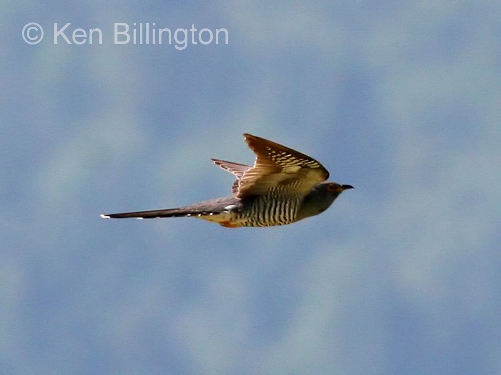 Common Cuckoo Cuculus canorus