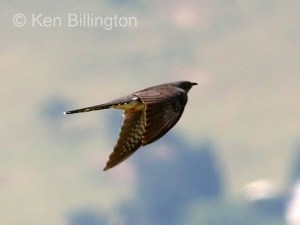 Common Cuckoo (Cuculus canorus) (03)