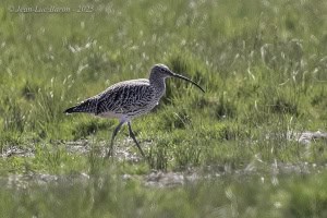 Eurasian Curlew (Numenius arquata)