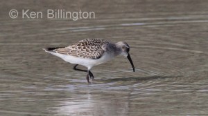 Curlew Sandpiper (Calidris ferruginea) 