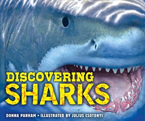 discovering-sharks