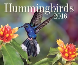 hummingbirds-2016