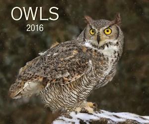 owls-2016