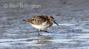 Dunlin (Calidris alpina) 