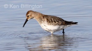 Dunlin (Calidris alpina) 