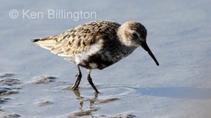 Dunlin (Calidris alpina) 