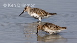 Dunlin (Calidris alpina) 
