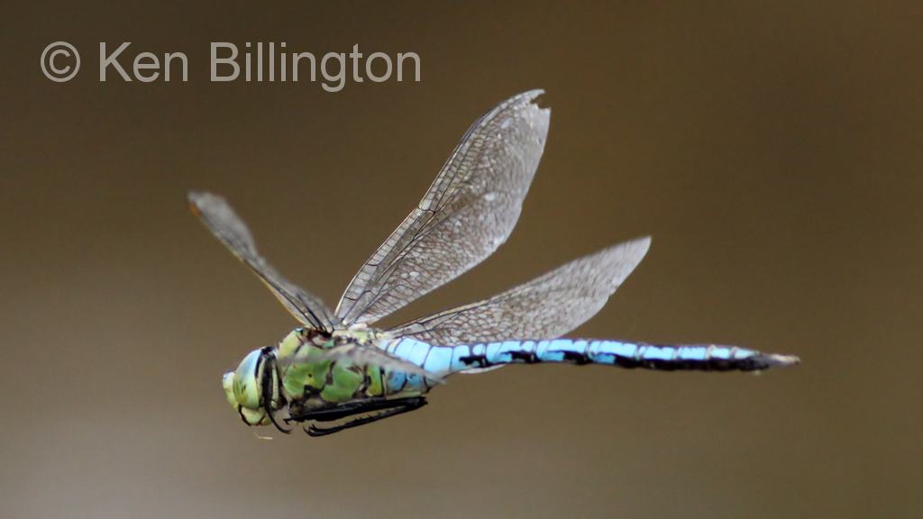 Emperor-Dragonfly-