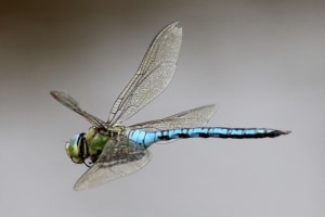 Emperor-Dragonfly-