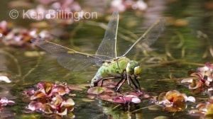 Emperor-Dragonfly-.jpg