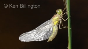 Emperor Dragonfly (Anax imperator)