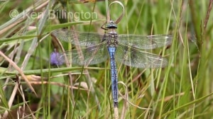 Emperor Dragonfly (Anax imperator)