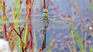 Emperor Dragonfly (Anax imperator)