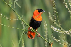 A beautiful male Orange Bishop gathers reeds to 'weave' it's nest