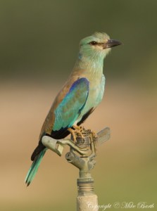 European Roller