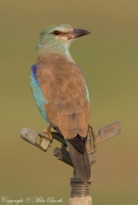 European Roller