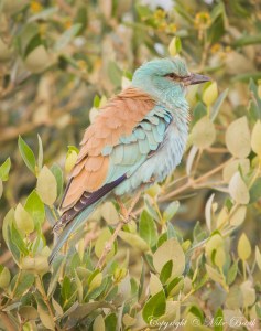 European Roller
