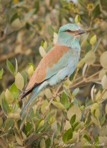 European Roller (Coracias garrulus)