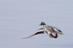 Falcated Duck (male breeding) in Flight