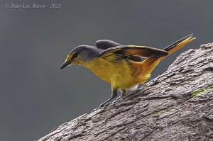 Fiery Minivet - Pericrocotus Igneus