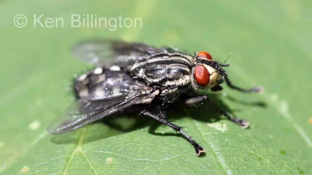 Flesh Fly (Sarcophaga bercaea)