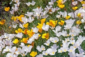 California Poppies - Gold & White Forms