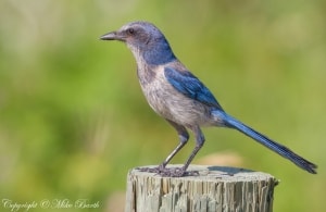 Florida Scrub-jay Aphelocoma coerulescens 