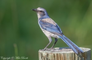 Florida Scrub-jay Aphelocoma coerulescens 