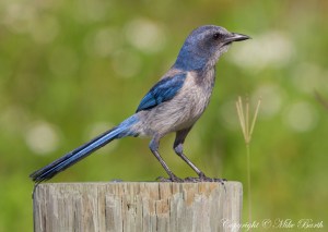 Florida Scrub-jay Aphelocoma coerulescens 