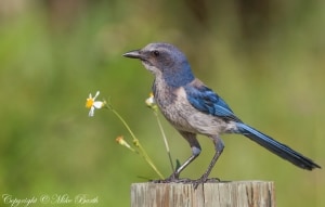 Florida Scrub-jay Aphelocoma coerulescens 