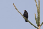 Eurasian Blackbird 