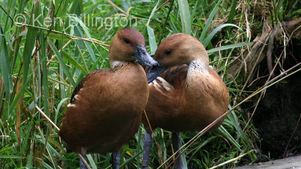 Fulvous Whistling-duck Dendrocygna bicolor
