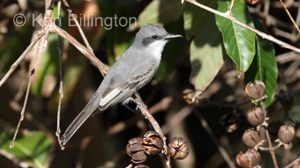 Gray Kingbird (Tyrannus dominicensis)