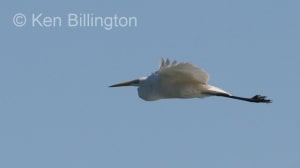 Great White Egret (Casmerodius albus) 